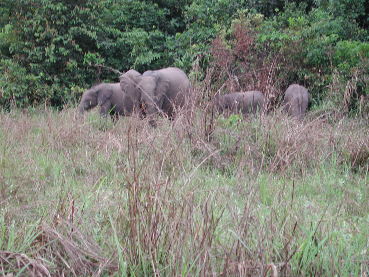 A group of forest elephants standing in tall grass at the edge of dense forest.