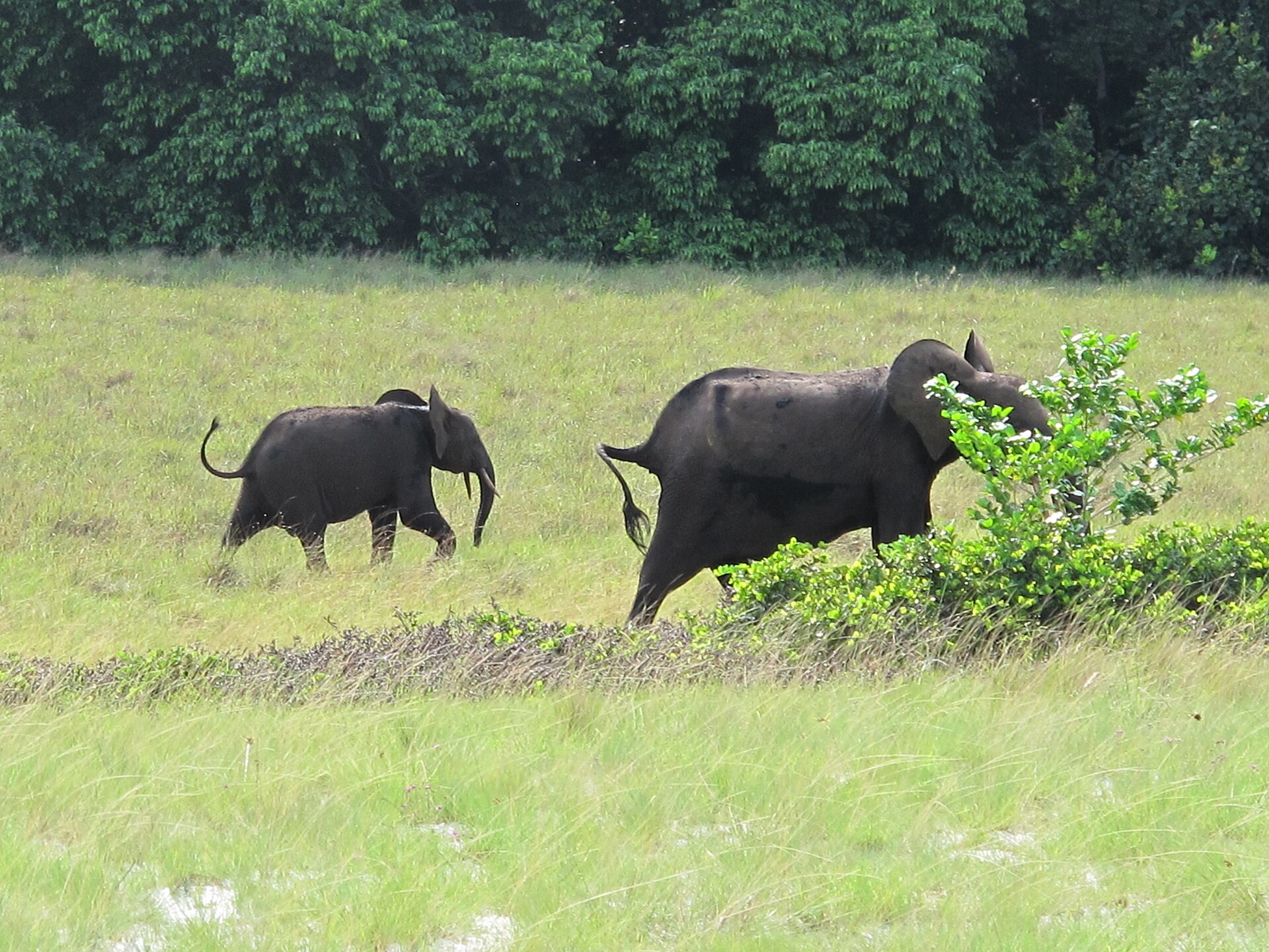 A forest elephant and a calf walking across short green grass, with dark forest behind them.