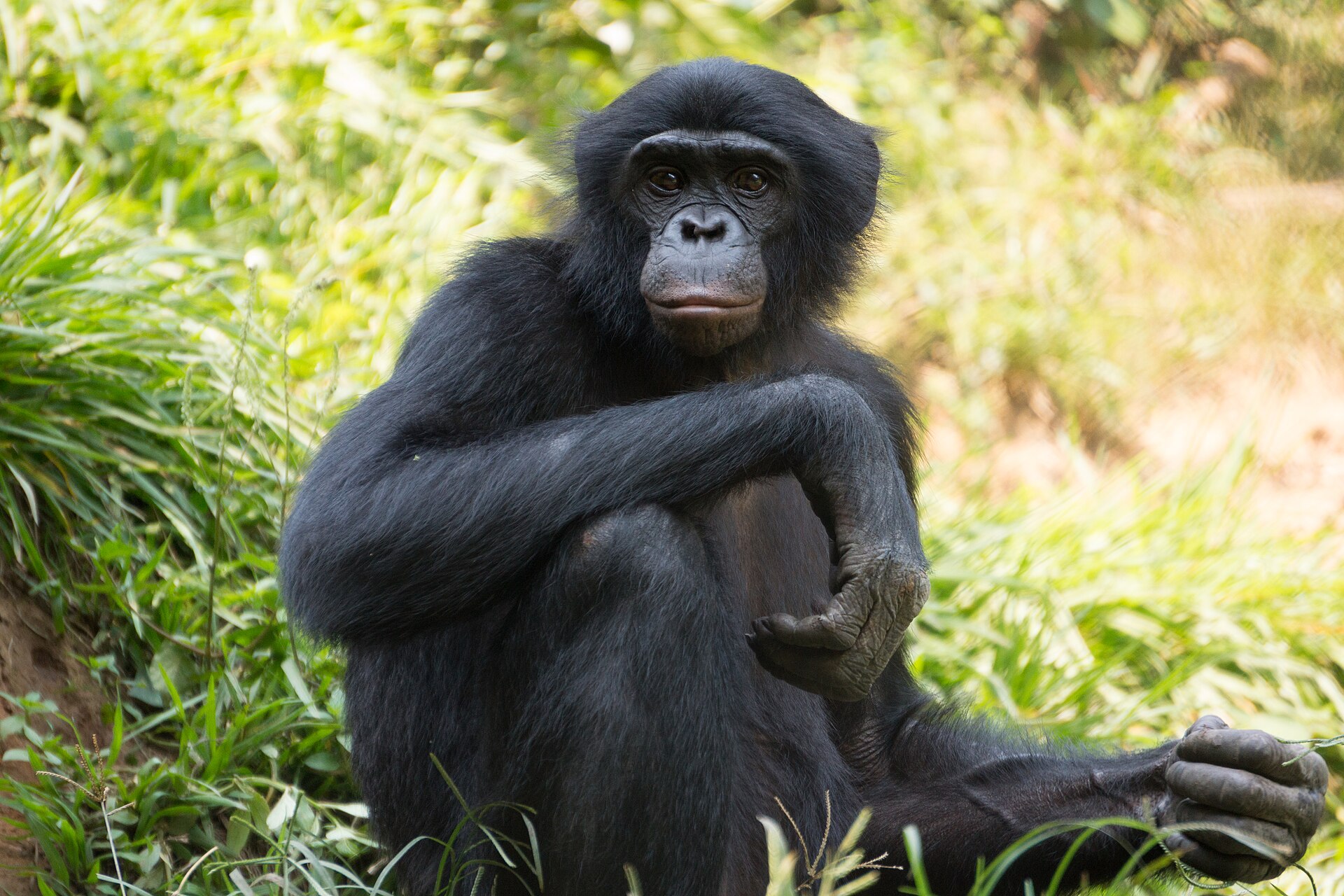 A bonobo sitting among tall grass, its arms folded over its knees, looking at the camera.