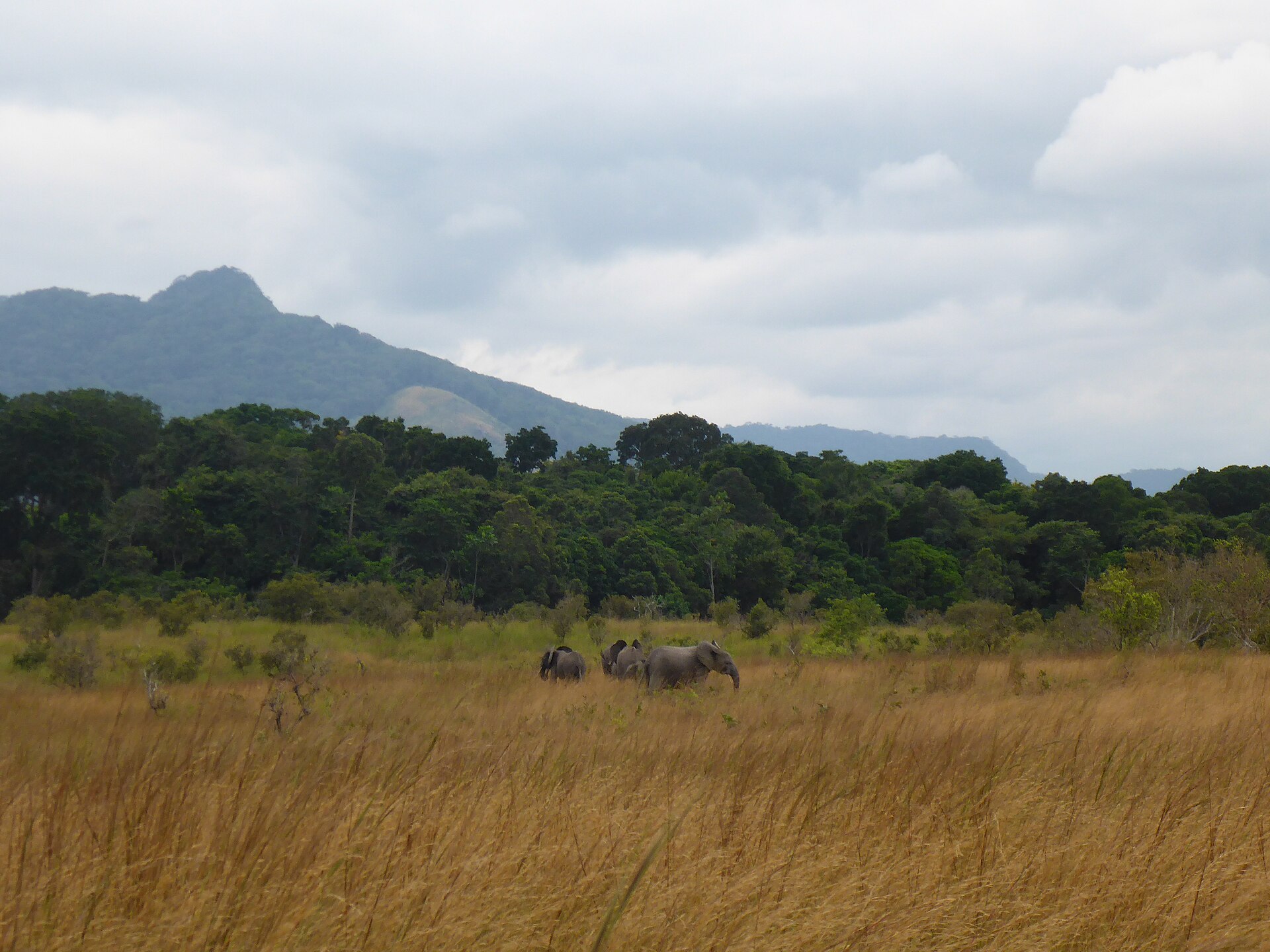 Elephants grazing in dry golden grassland, with forest and a mountain behind under a cloudy sky.