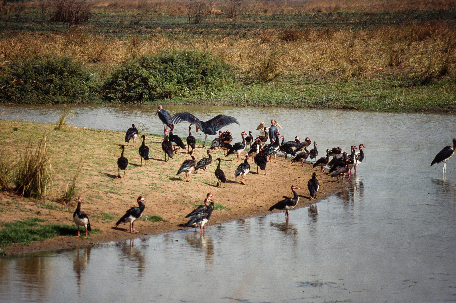 Large birds standing at the edge of shallow water, with reeds and grass behind.