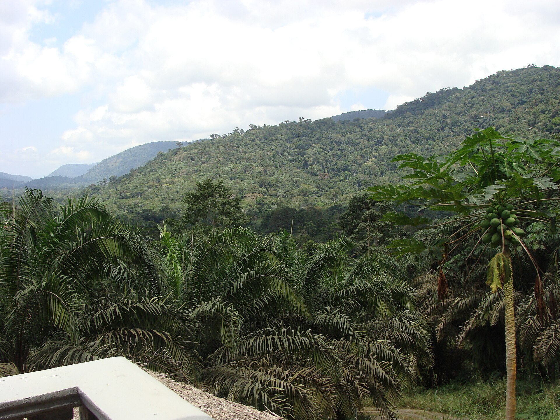 Forested hills rising behind oil palms and a papaya tree, under a partly cloudy sky.