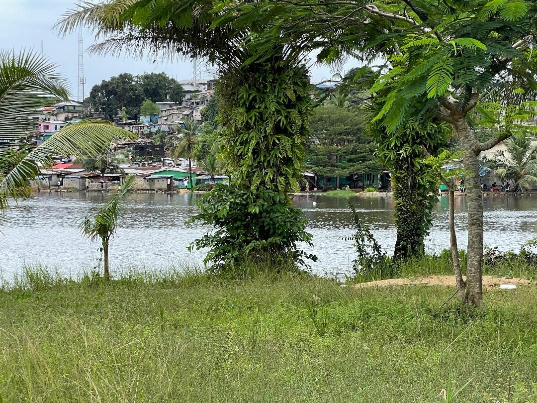 A grassy bank and palm trees on the shore, with the buildings of Monrovia across the water.
