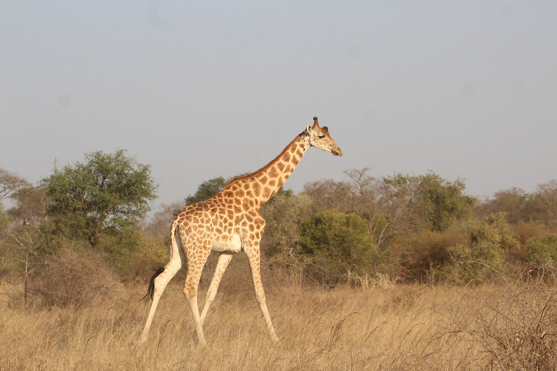 A giraffe walking through dry grass with scattered trees behind it.